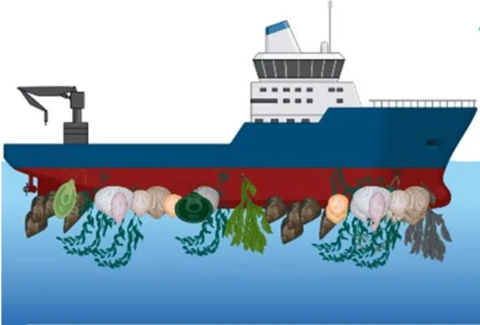 Biofouling 